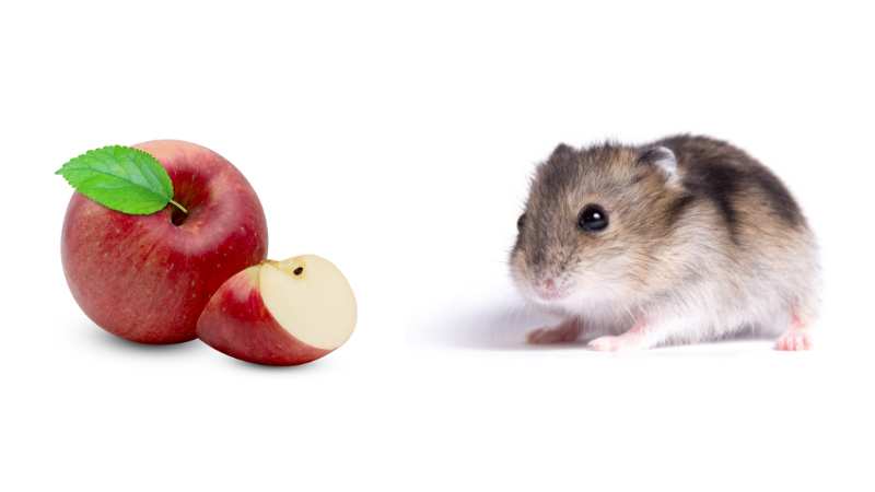 do hamster eat apples