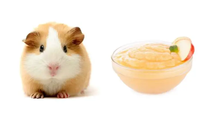 Can Hamsters Eat Applesauce?