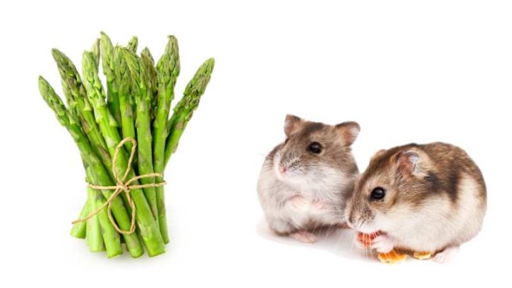 Can Hamsters Eat Asparagus?