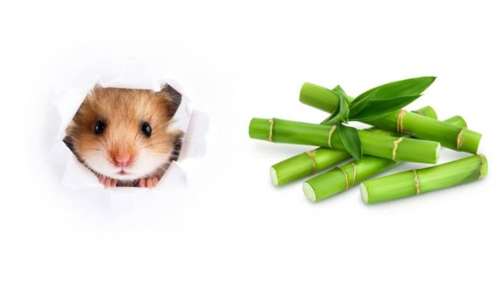 Can Hamsters Eat Bamboo?