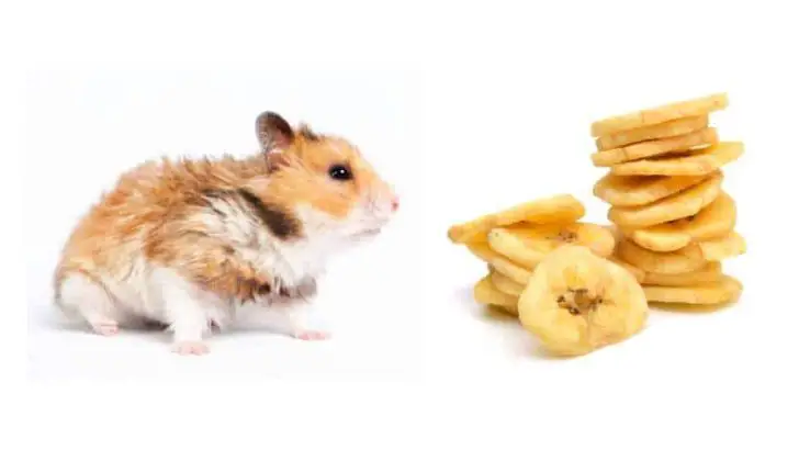 Can Hamsters Eat Banana Chips?