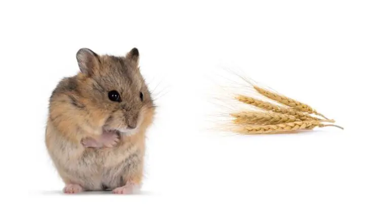 Can Hamsters Eat Barley?