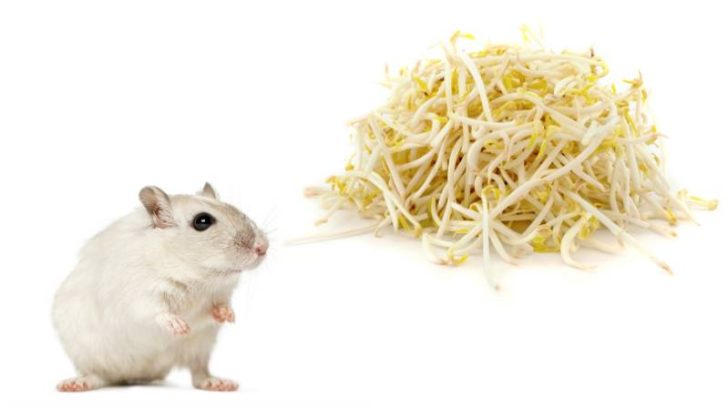 Can Hamsters Eat Bean Sprouts?