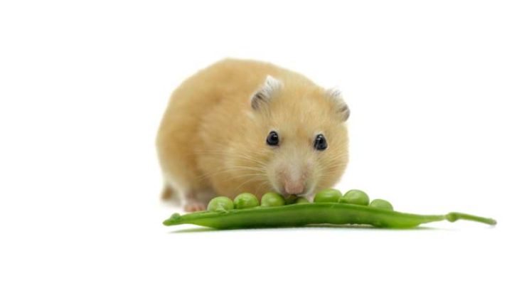 Can Hamsters Eat Beans?