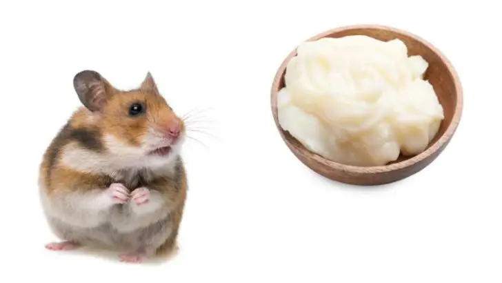 Can Hamsters Eat Beef Fat?
