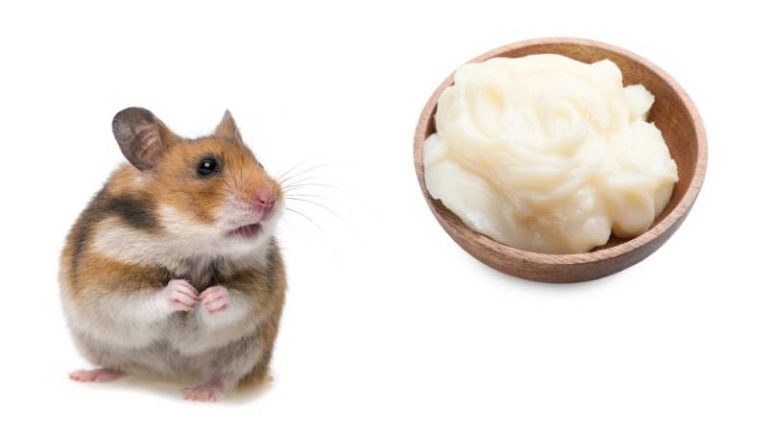 can-hamsters-eat-beef-fat-pet-diet-guide