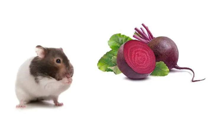 Can Hamsters Eat Beets?