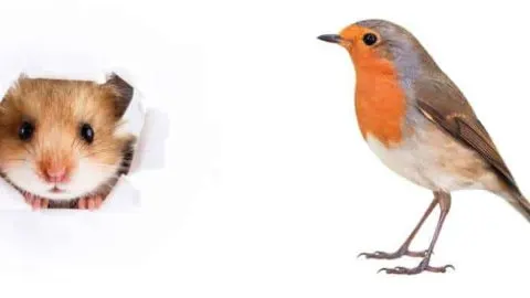 Can Hamsters Eat Bird Food?