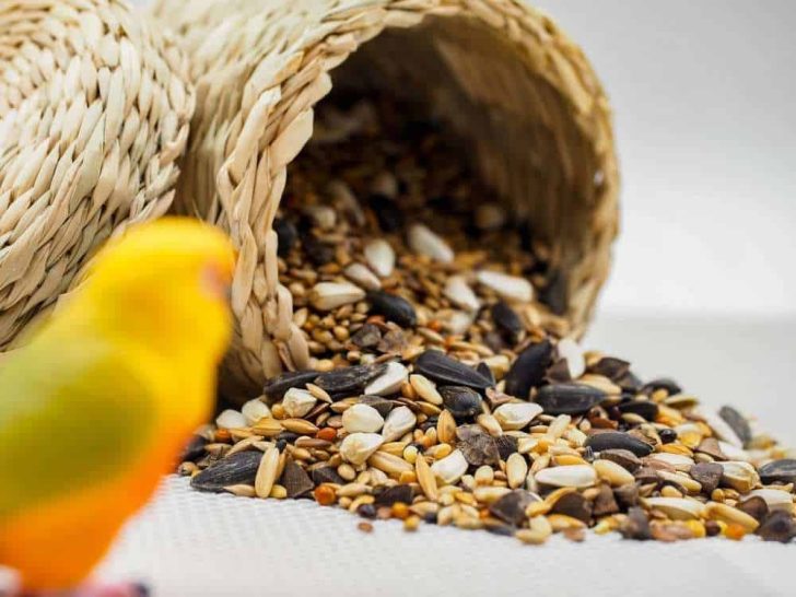 Can Hamsters Eat Bird Food? Pet Diet Guide