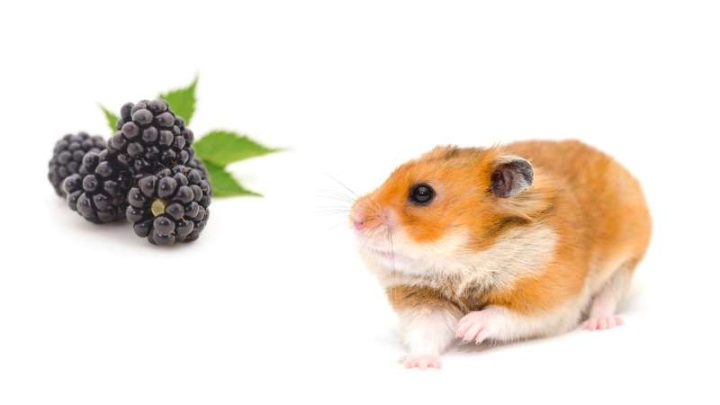 Can Hamsters Eat Blackberries?