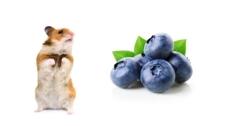 Can Hamsters Eat Blueberries?