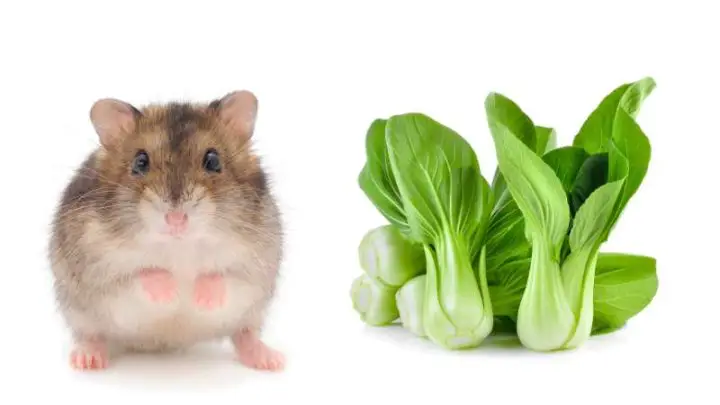 Can Hamsters Eat Bok Choy?