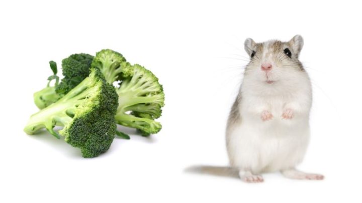 Can Hamsters Eat Broccoli?