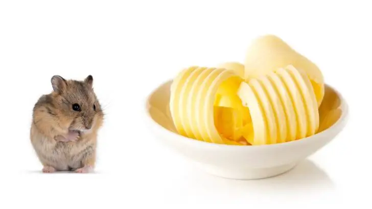 Can Hamsters Eat Butter?