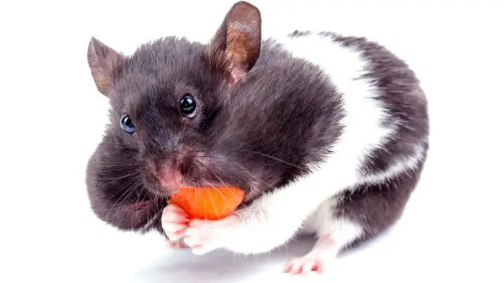 Can Hamsters Eat Carrots? Baby Carrots?