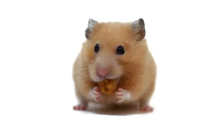 Can Hamsters Eat Cashews?