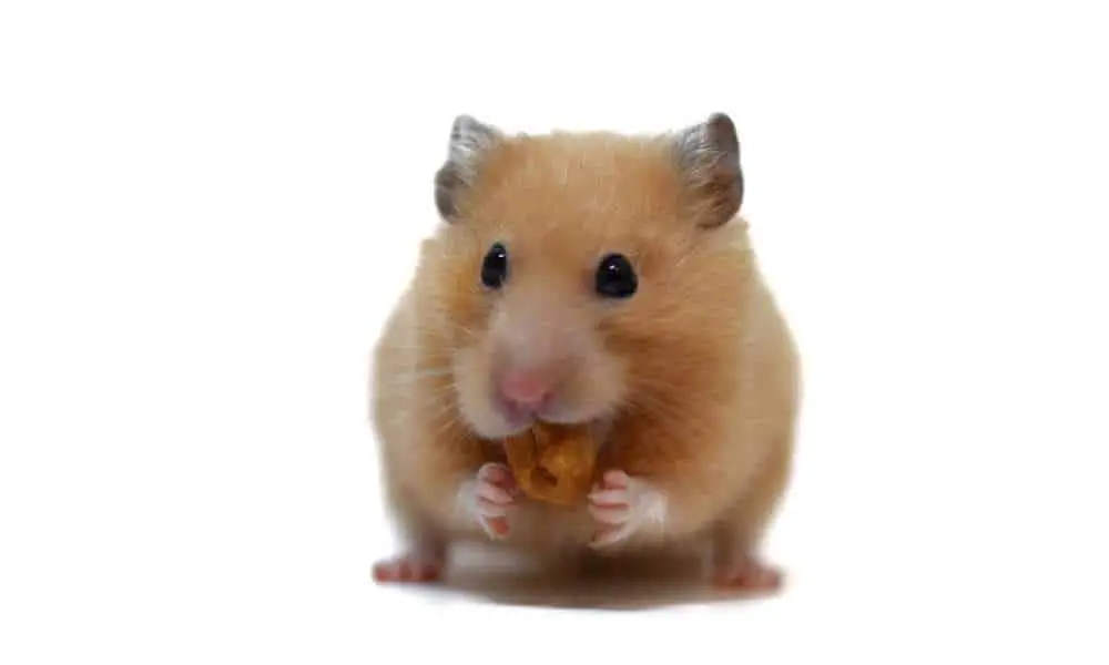 Can Hamsters Eat Cashews?