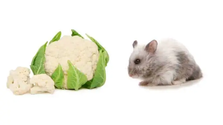 Can Hamsters Eat Cauliflower?