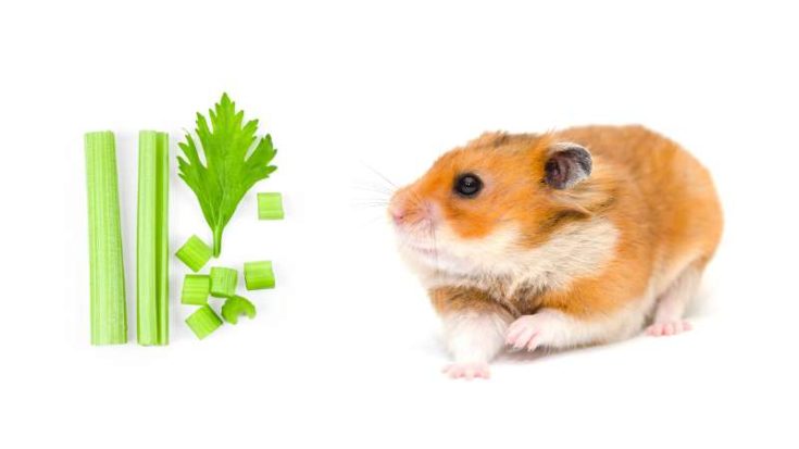 Can Hamsters Eat Celery Pet Diet Guide