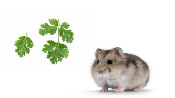 Can Hamsters Eat Cilantro?