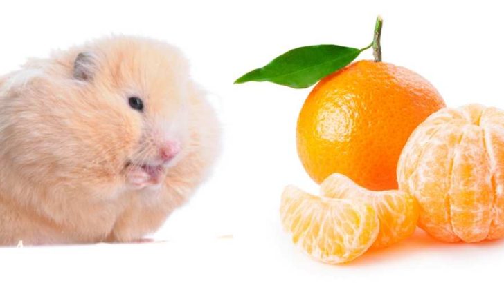 Can Hamsters Eat Clementines?