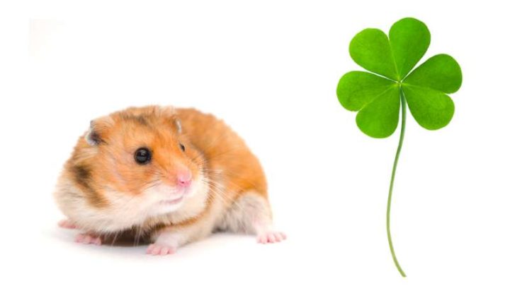 Can Hamsters Eat Clover?