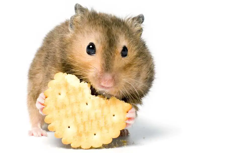Can Hamsters Eat Cookies?