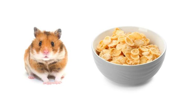 Can Hamsters Eat Cornflakes?