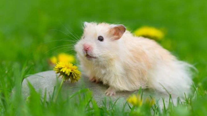 Can Hamsters Eat Dandelions?