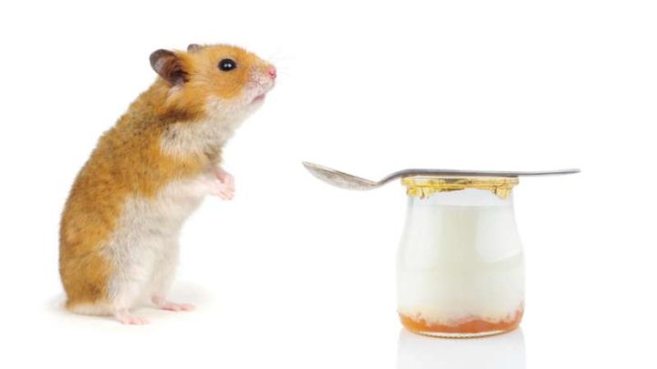 Can Hamsters Eat Greek Yogurt?