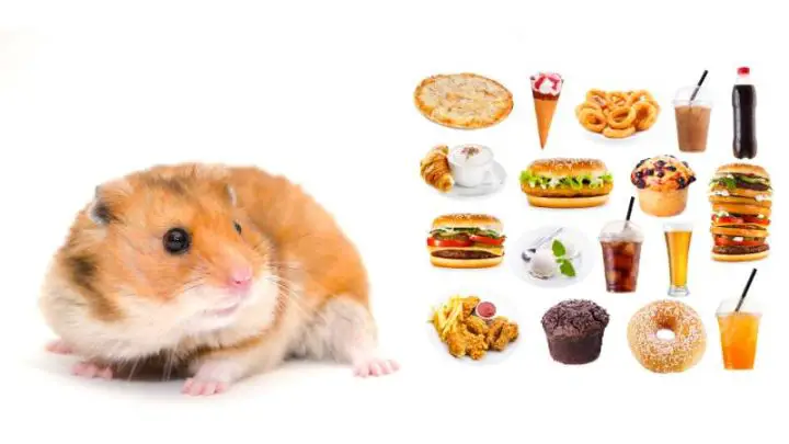 Can Hamsters Eat Junk Food?