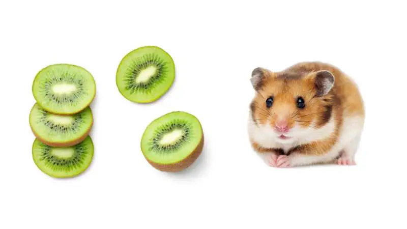 Can Hamsters Eat Kiwi? Everything You Need To Know