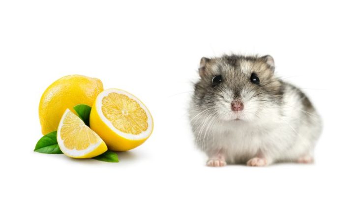 Can Hamsters Eat Lemon?