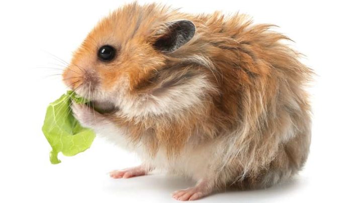 Can Hamsters Eat Lettuce?