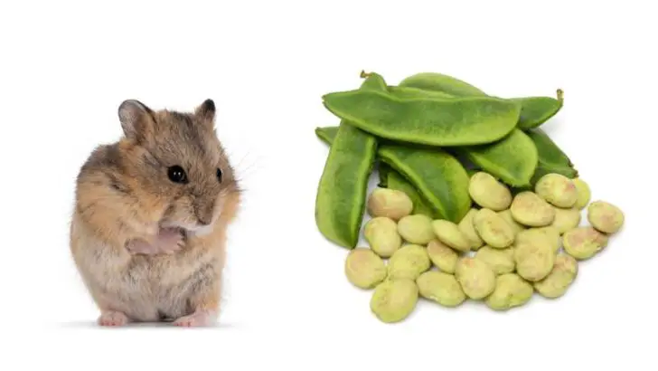 Can Hamsters Eat Lima Beans?