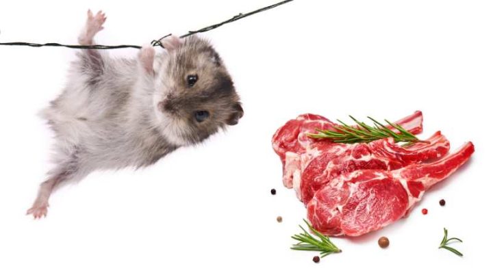 Can Hamsters Eat Meat?