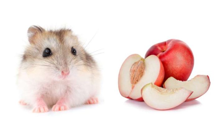 Can Hamsters Eat Nectarines?