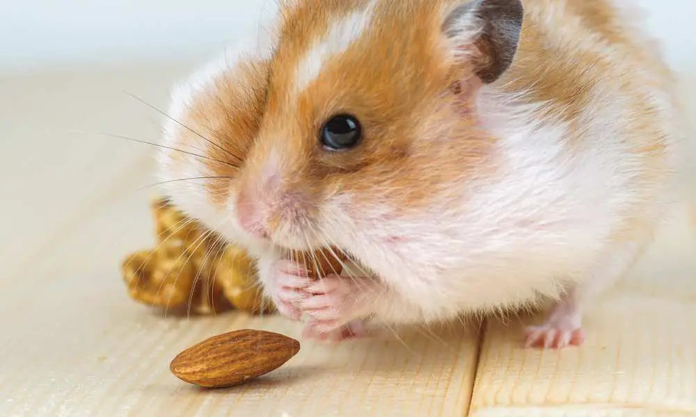 Can Hamsters Eat Nuts?