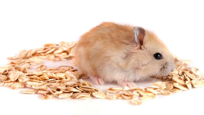 hamster oatmeal