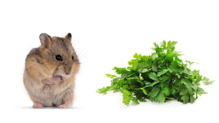 Can Hamsters Eat Parsley?