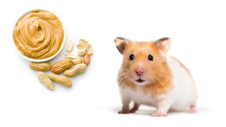 Crisp Can Hamsters Eat Peanut Butter Landscape Nature Crisp Can Hamsters Eat Peanut Butter Landscape Nature