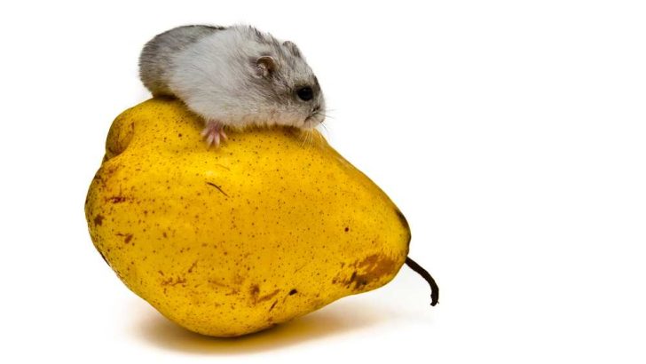 Can Hamsters Eat Pears?