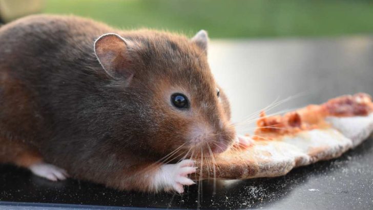 Can Hamsters Eat Pizza?