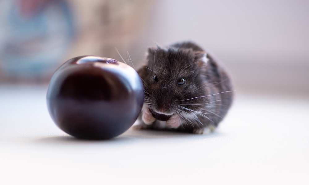Can Hamsters Eat Plums?