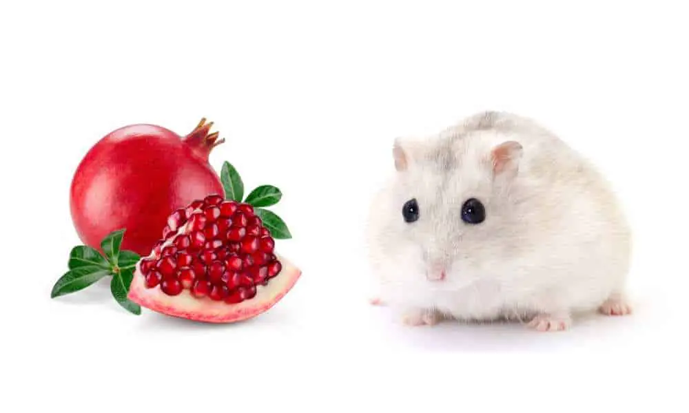 Can Hamsters Eat  Pomegranate? Pomegranate Seeds?