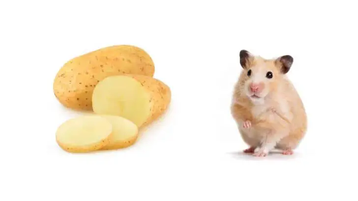 Can Hamsters Eat Potatoes? Raw Potatoes?