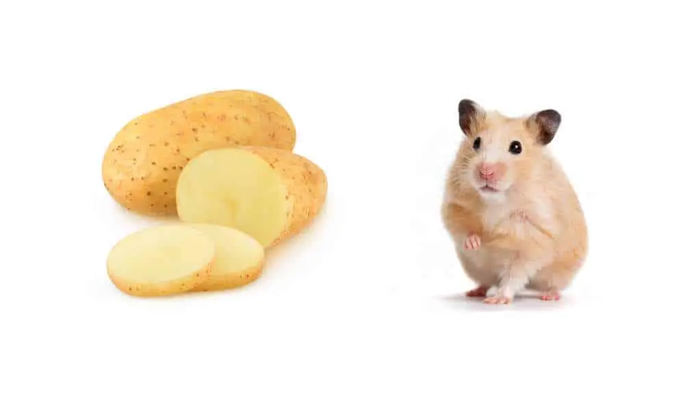 Can Hamsters Eat Potatoes? Raw Potatoes?
