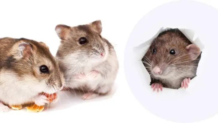 Can Hamsters Eat Rat Food?