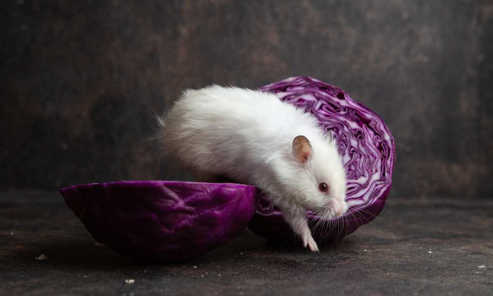 Can Hamsters Eat Red Cabbage?