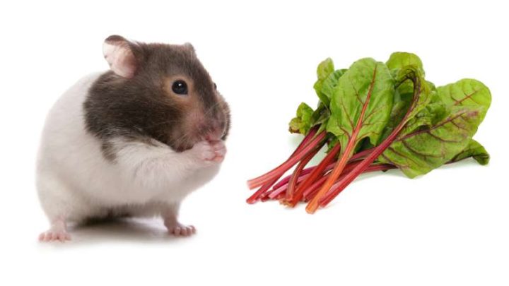 Can Hamsters Eat Rhubarb?